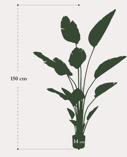 Kunstplant Strelitzia - Natuurlijke uitstraling in elke ruimte en niet van echt te onderscheiden!